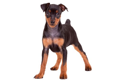 #1 | Miniature Pinscher Puppies For Sale By Uptown Puppies