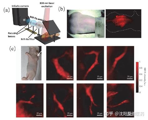 NIR II近红外二区小动物活体荧光成像技术及其应用研究进展 知乎