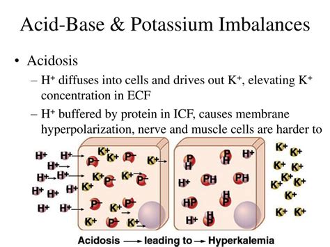 Ppt Chapter 24 Water Electrolyte And Acid Base Balance Powerpoint Presentation Id 971520