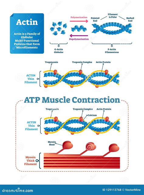 Actin Vector Illustration Labeled Diagram With Protein Structure