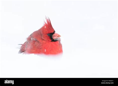 Northern Cardinal Cardinalis Cardinalis Stock Photo Alamy