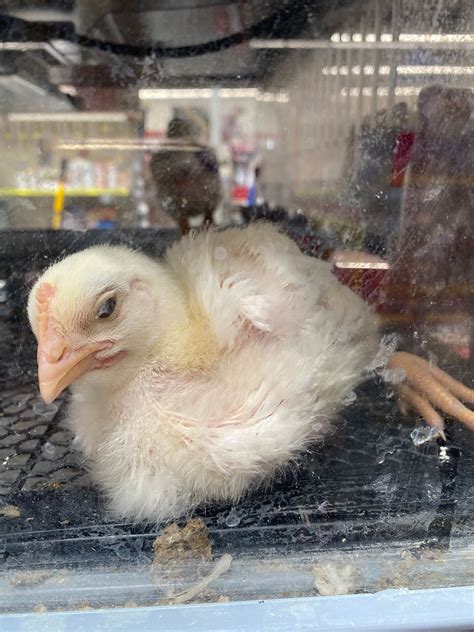 News Release Tractor Supply Company Mistreats Baby Chicks And