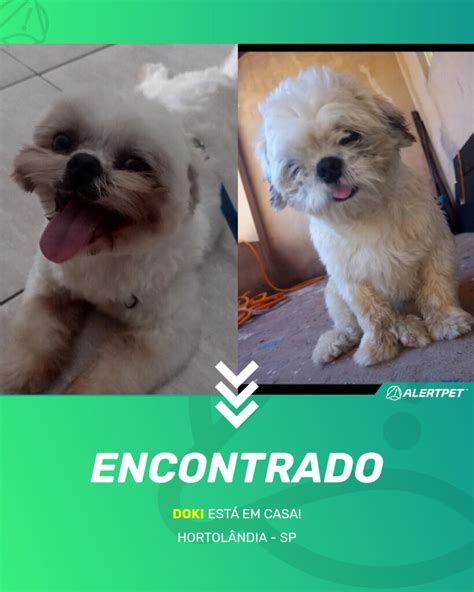 Cachorro Encontrado Hortolândia SP DOKI AlertPet