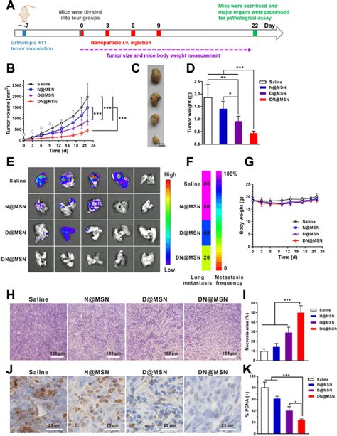 In Vivo Therapy Evaluation A Treatment Regimen B Tumor Growth Download Scientific Diagram