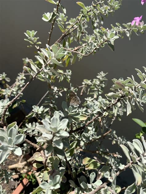 Mottled Scrub Hairstreak From Rua Trindade Vila Velha ES BR On June