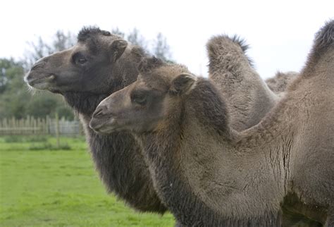 Bactrian Camels Habitat