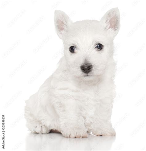 West highland white terrier pup Stock Photo | Adobe Stock