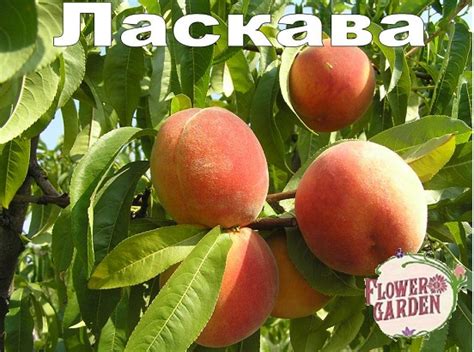 ПРАСКОВА СОРТ ЛАСКАВА - rosesplants.com