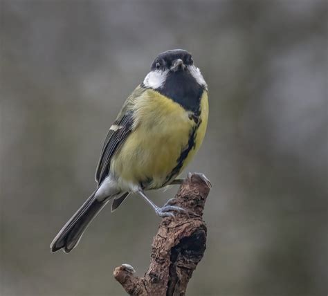 Great Tit Tony Simpkins Flickr