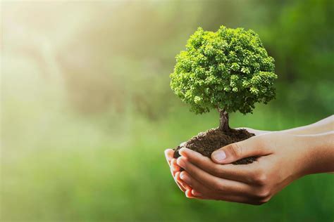 A Person Holding A Small Tree In Their Hands