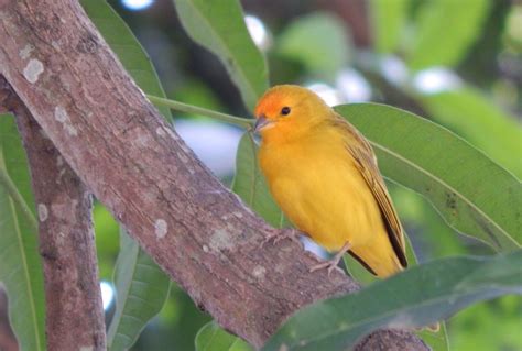 Canary Vs Finch How To Tell The Difference Optics Mag