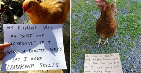 Farmers Are Chicken Shaming Their Coops And Frankly Chickens Sound