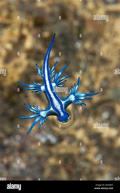 Blue Dragon Glaucus Atlanticus Small Slug That Measures Only About 2