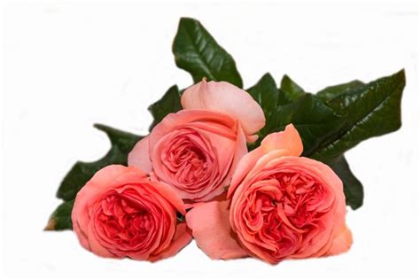 Лондон Ай (London Eye) - ООО "Цветы Удмуртии"