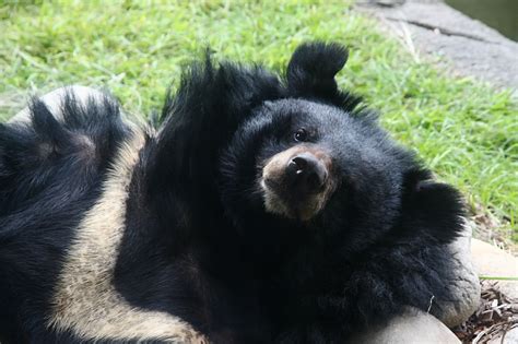 【彥彥逛不膩】去很多次，照超多張～臺北木柵動物園（含免費昆蟲館） 佑佑皮皮 In Udn 網誌 Udn部落格