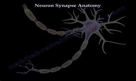 Neuron Synapse Anatomy Everything You Need To Know Dr Nabil Ebraheim