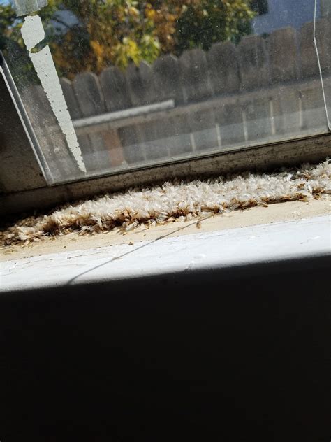 Dead termites pile up neatly after extermination : r/mildlyinteresting
