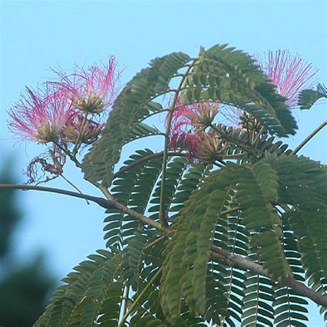 ALBIZIA julibrissin Ombrella Arbre à soie Acacia de