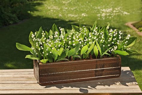 Maiglöckchen im Garten Tipps zum Pflanzen Gießen und Düngen