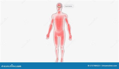 Body Temperature is Regulated by a Structure in the Brain Called the ...