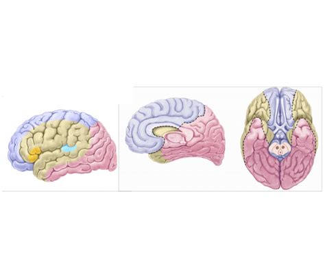 Cerebral territories of ACA, MCA, and PCA Quiz