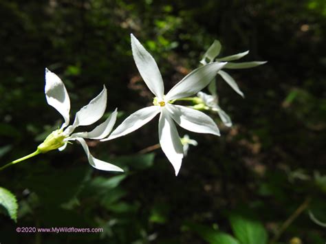 Wildflower Bowman S Root Gillenia Trifoliata Allegheny Highlands Trail