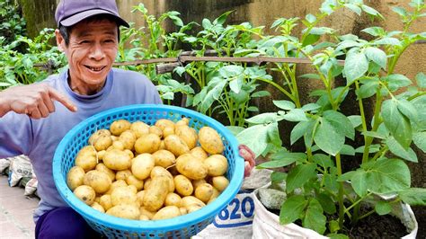 Didnt Expect Growing Potatoes At Home Is So Simple And So Many Tubers Youtube