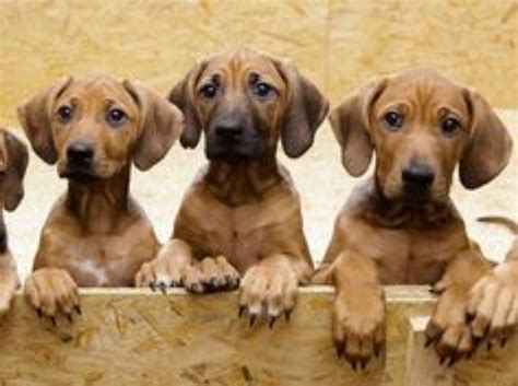 Rhodesian Ridgeback Vs Black Mouth Cur Breed Comparison