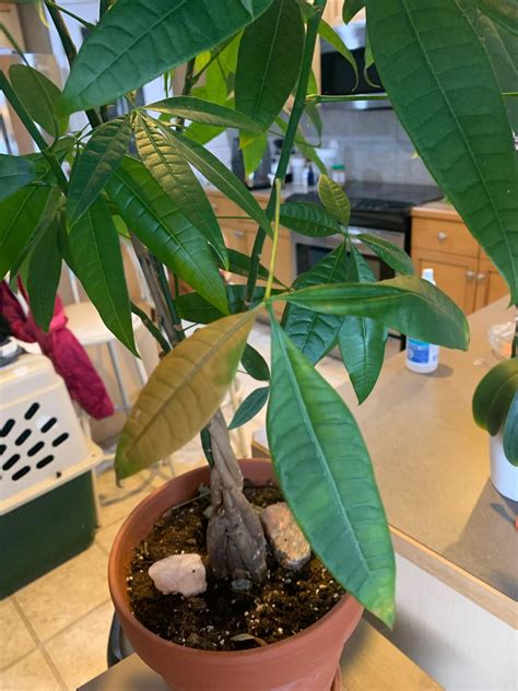 Spotted Yellowing Leaves On Money Tree Rplantclinic