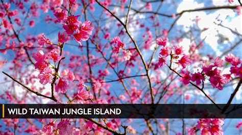 Watch Wild Taiwan Jungle Island On Tv Osn Home Chad