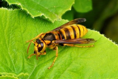 コガタスズメバチの特徴がわかる！見分け方・危険性・対処法を全解説 ハチ110番