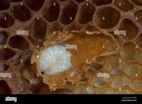 Queen Bee Larvae