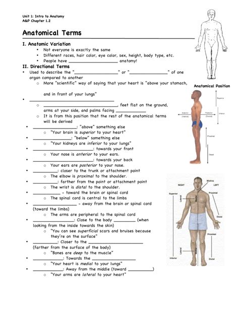 Anatomical Terms Fill In Worksheet 8