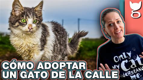 Honesto Tristeza Fondo Verde De Donde Sale El Meme De Karen Y El Gato