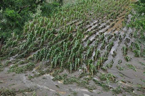 Más De 250 Hectáreas Dañadas Por Crecida Del Río Mixteco Municipios