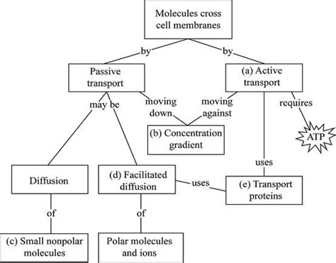 Concept Map Cell Transport Dolley Hollyanne