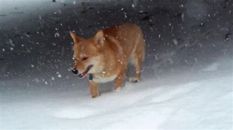 My Corgi Mix In The Snow  On Imgur