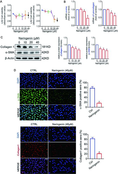 Naringenin Inhibits The Activation Of Hscs In Vitro Hsc Lx Were