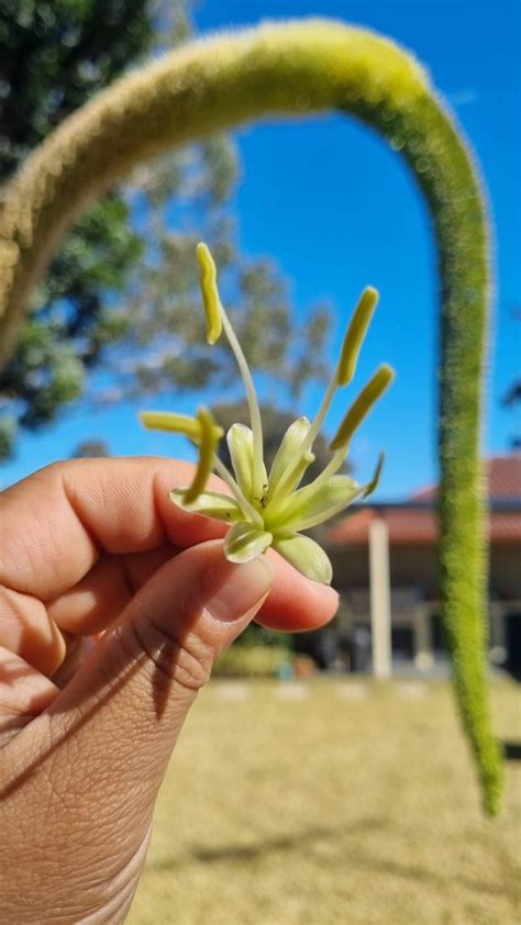 Giant Foxtail Agave Flower | Home Garden | Landscape