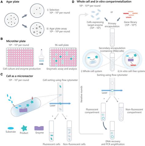 Conventional Library Screening Methods For The Directed Evolution Of