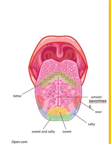 Physiology Lect 4 Exam 2 Flashcards Quizlet