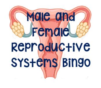 Male And Female Reproductive Systems Bingo By Freelyfcs Tpt