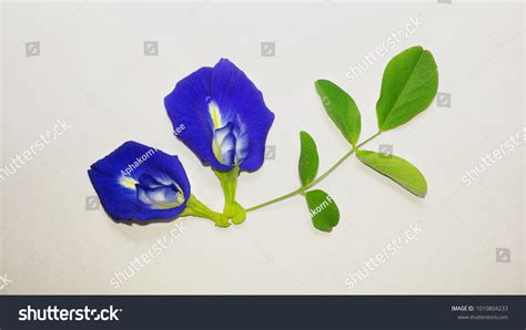 butterfly pea leaf isolated   royalty  licensable stock