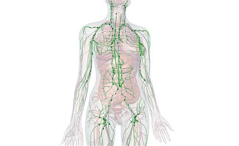 sistema linfatico - AlmaPhysio - Fisioterapia Milano