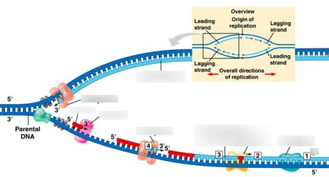 Dna Replication Model Ap Bio