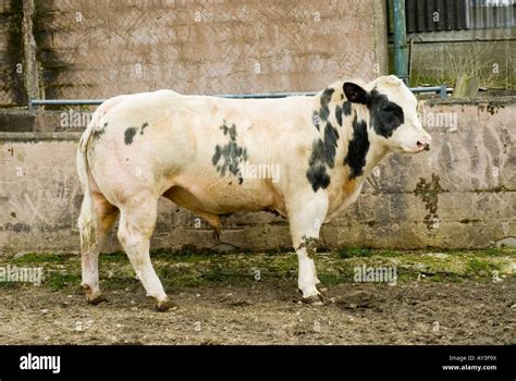 Belgian Blue Bull Hi Res Stock Photography And Images Alamy