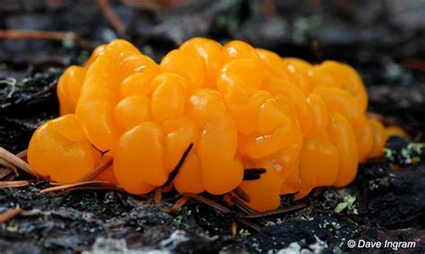 Jelly fungus - Alchetron, The Free Social Encyclopedia