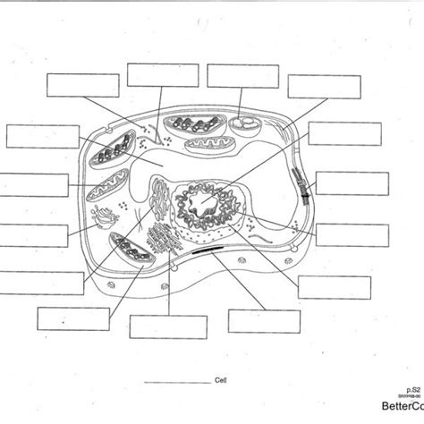 Animal Cell Coloring Diagram Coloring Pages