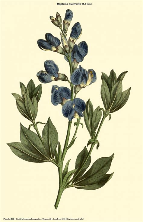 Blue Wild Indigo AKA Baptisia Seeds (Certified Organic) | Garden Hoard – Certified Organic ...