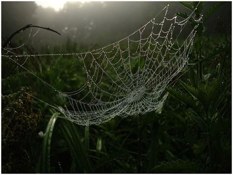 So Beautiful Spider Web With Dew Beautiful Spider Nature Spider Web